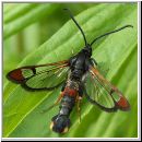 Synanthedon formicaeformis - Glasfluegler 04.jpg